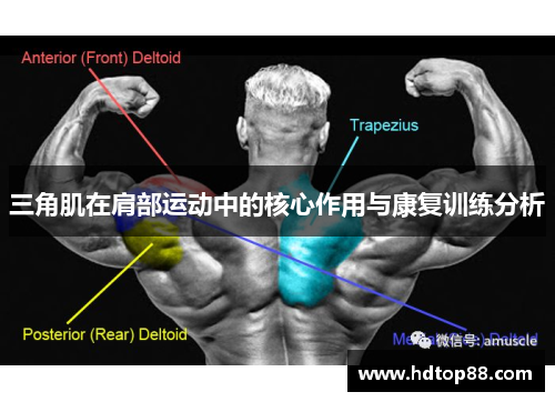 三角肌在肩部运动中的核心作用与康复训练分析